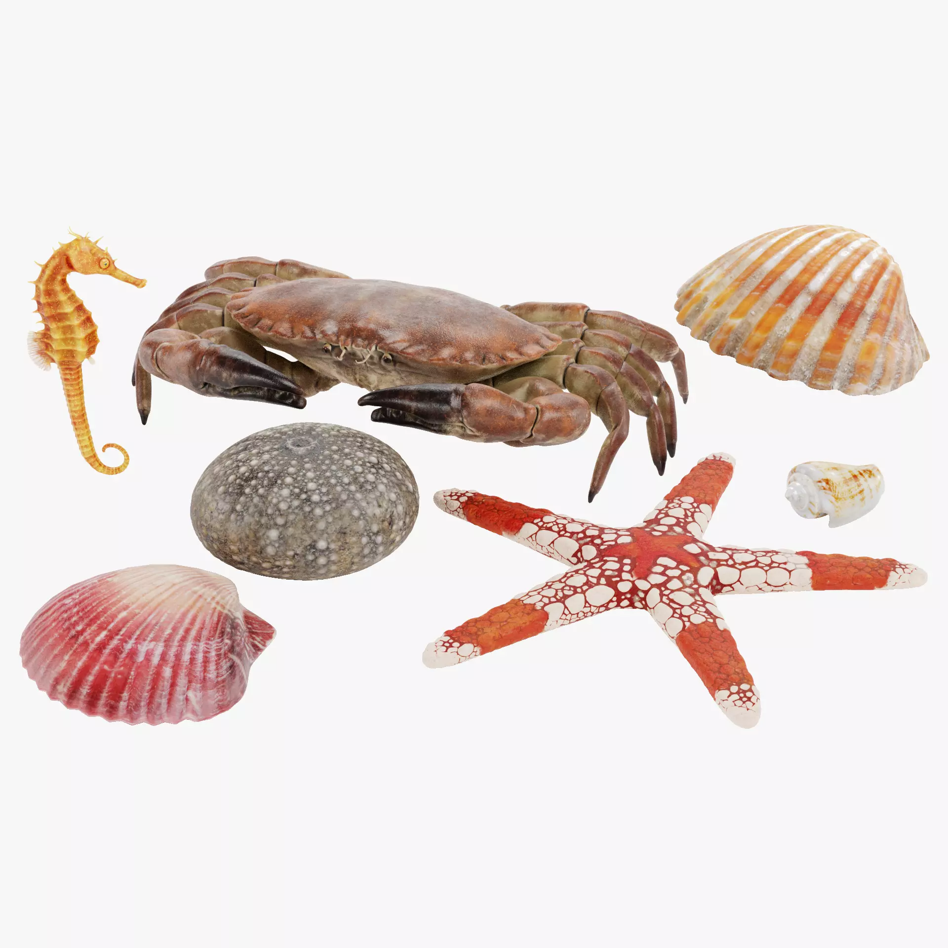 -Sealife Set- 3D model_31