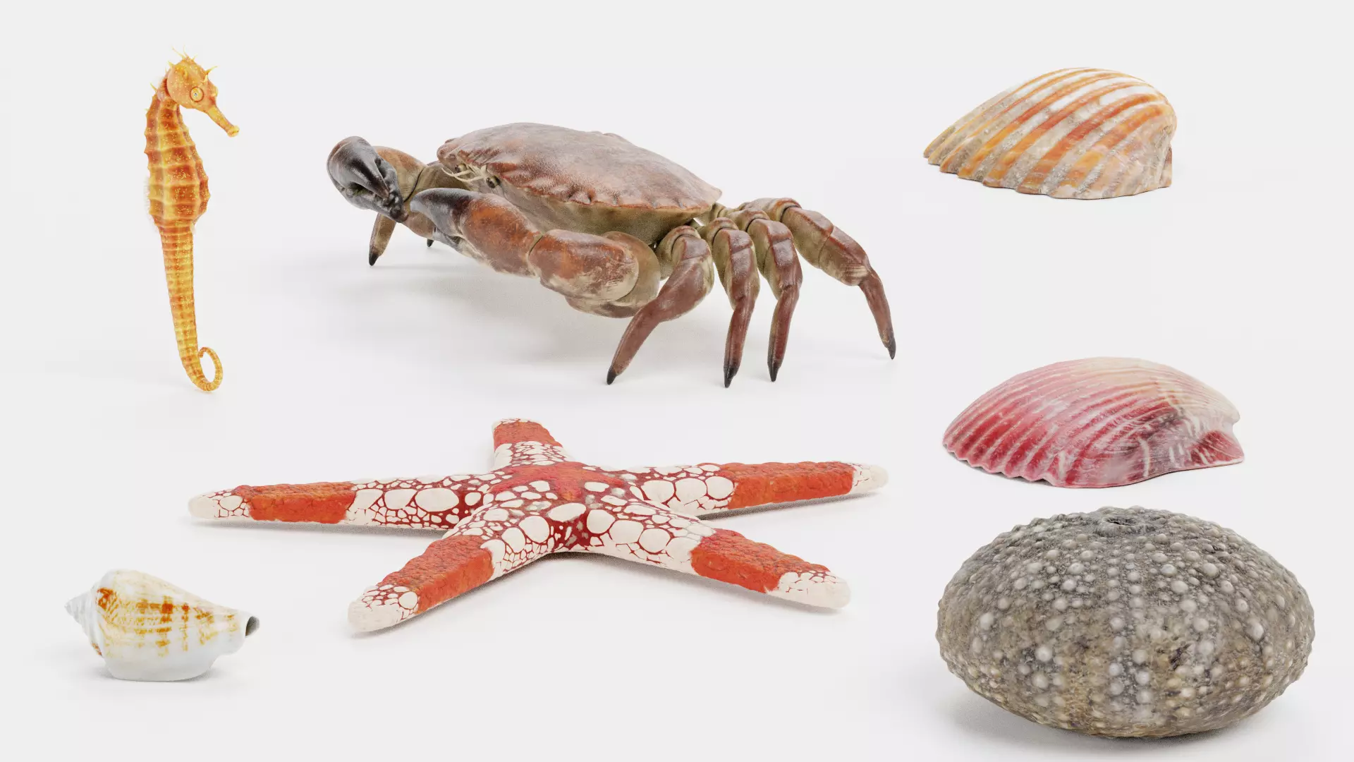 -Sealife Set- 3D model_5