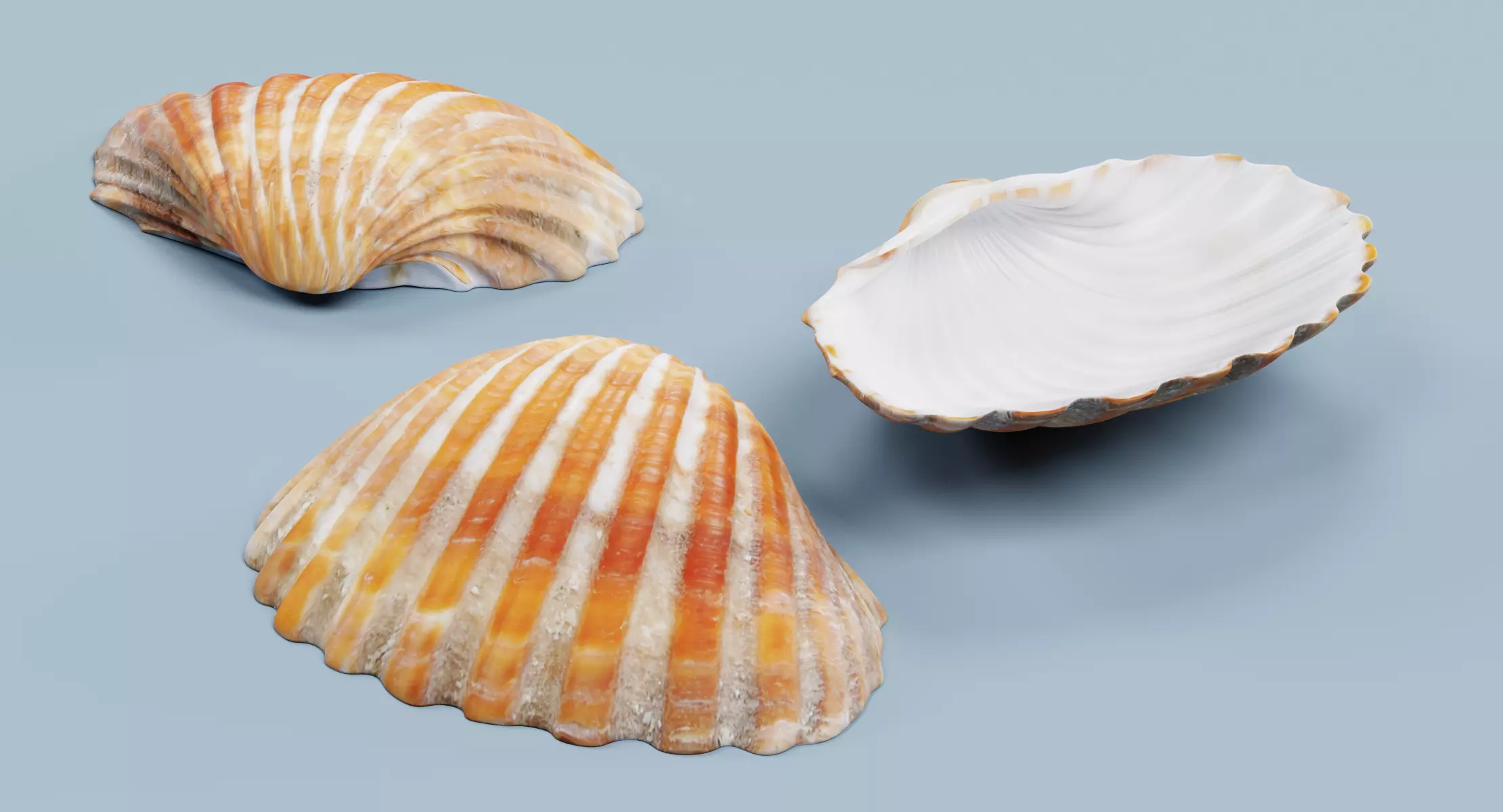 -Sealife Set- 3D model_8