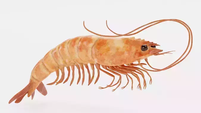 Shrimp - Detailed Realistic Crustacean 3D model 3