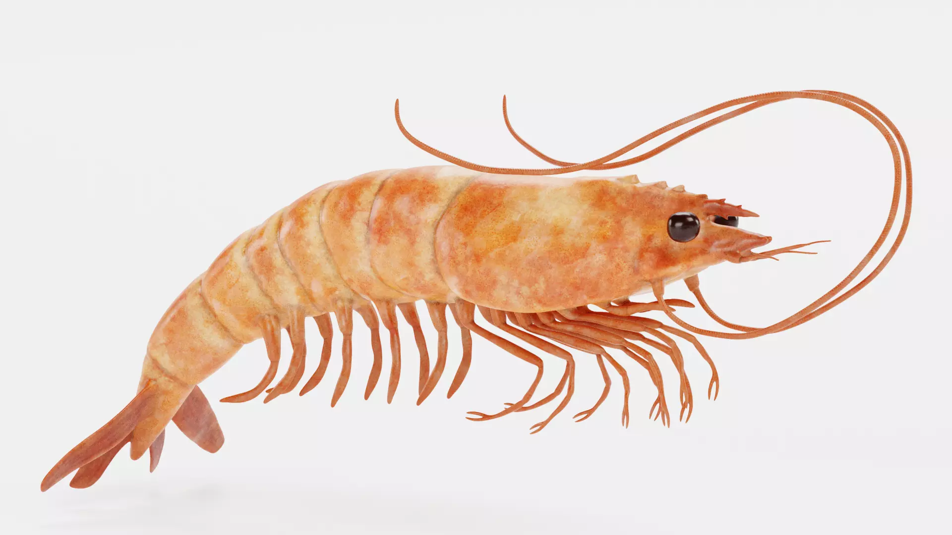-Shrimp- 3D model_2