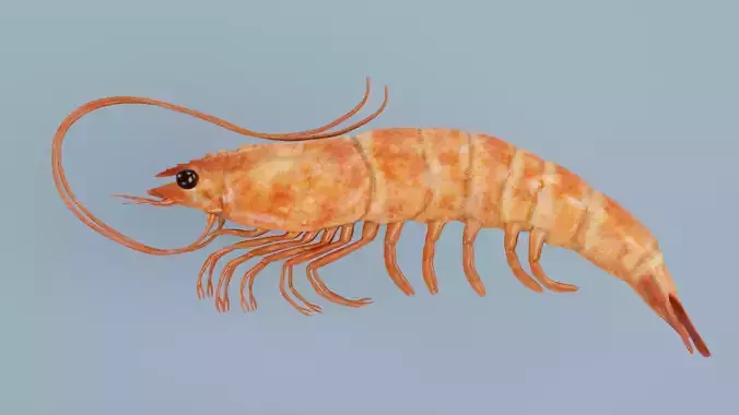 Shrimp - Detailed Realistic Crustacean 3D model 7
