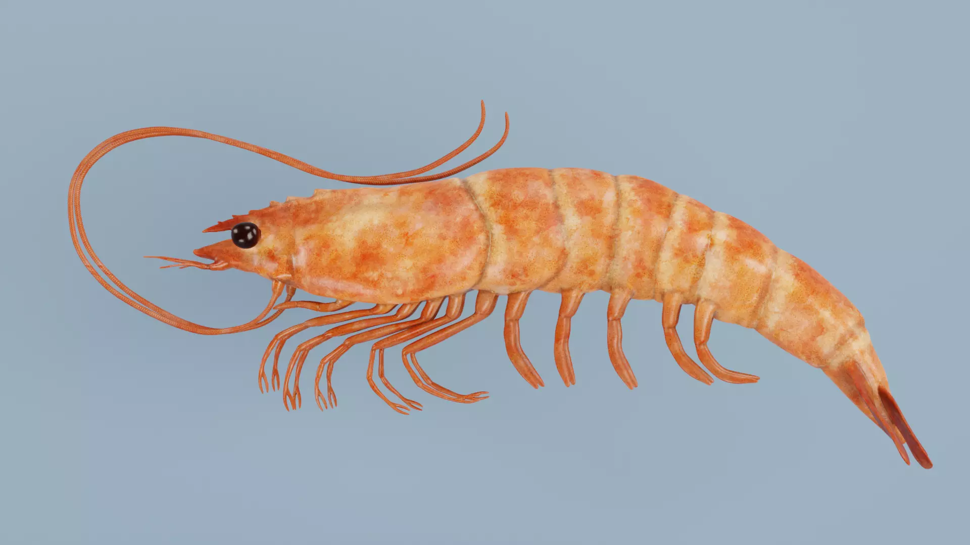 -Shrimp- 3D model_6