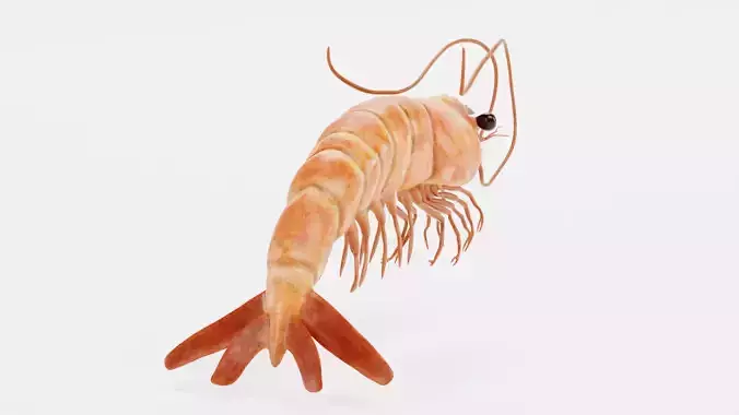 Shrimp - Detailed Realistic Crustacean 3D model 4
