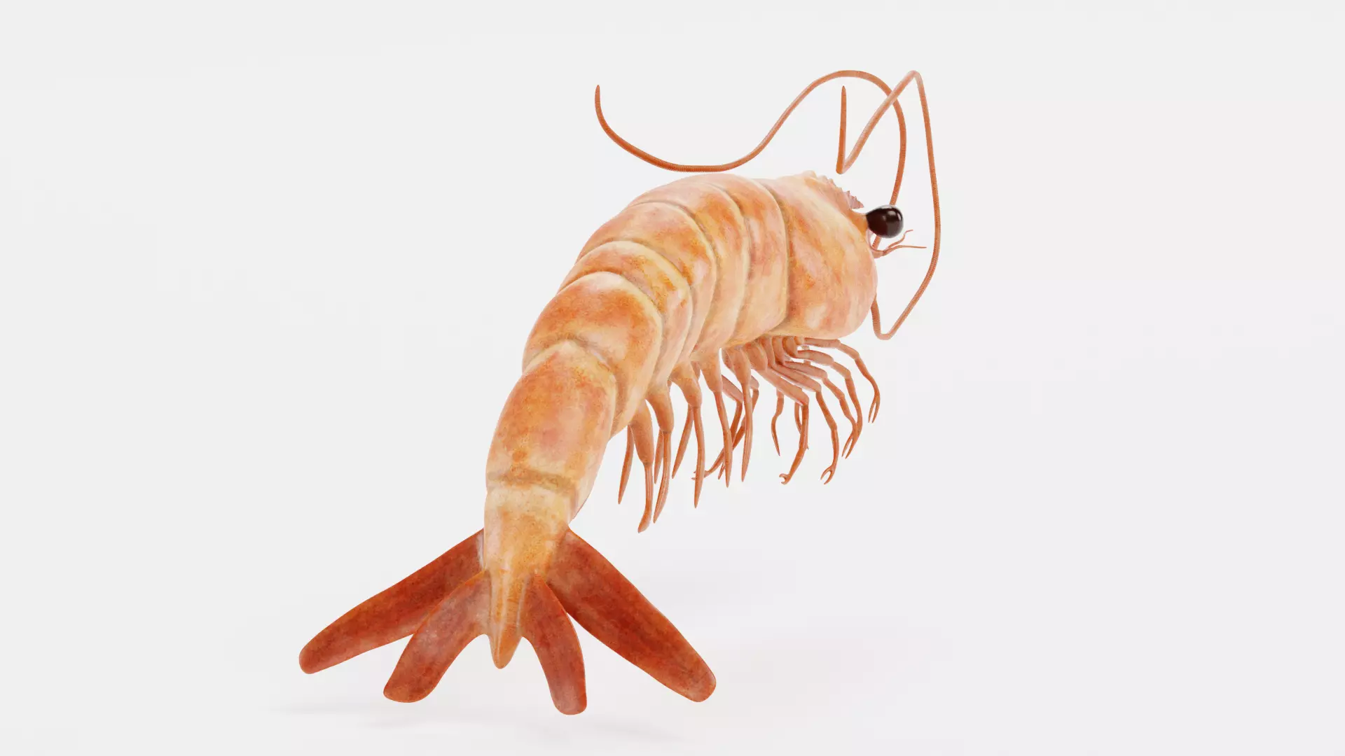 -Shrimp- 3D model_3