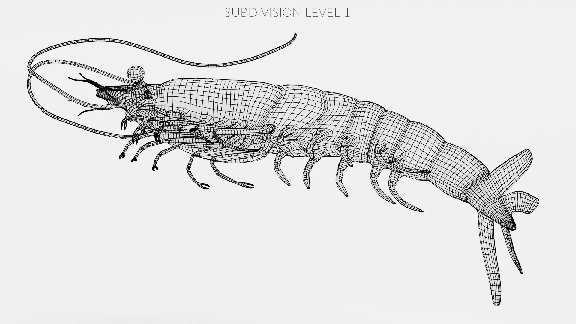 -Shrimp- 3D model_11