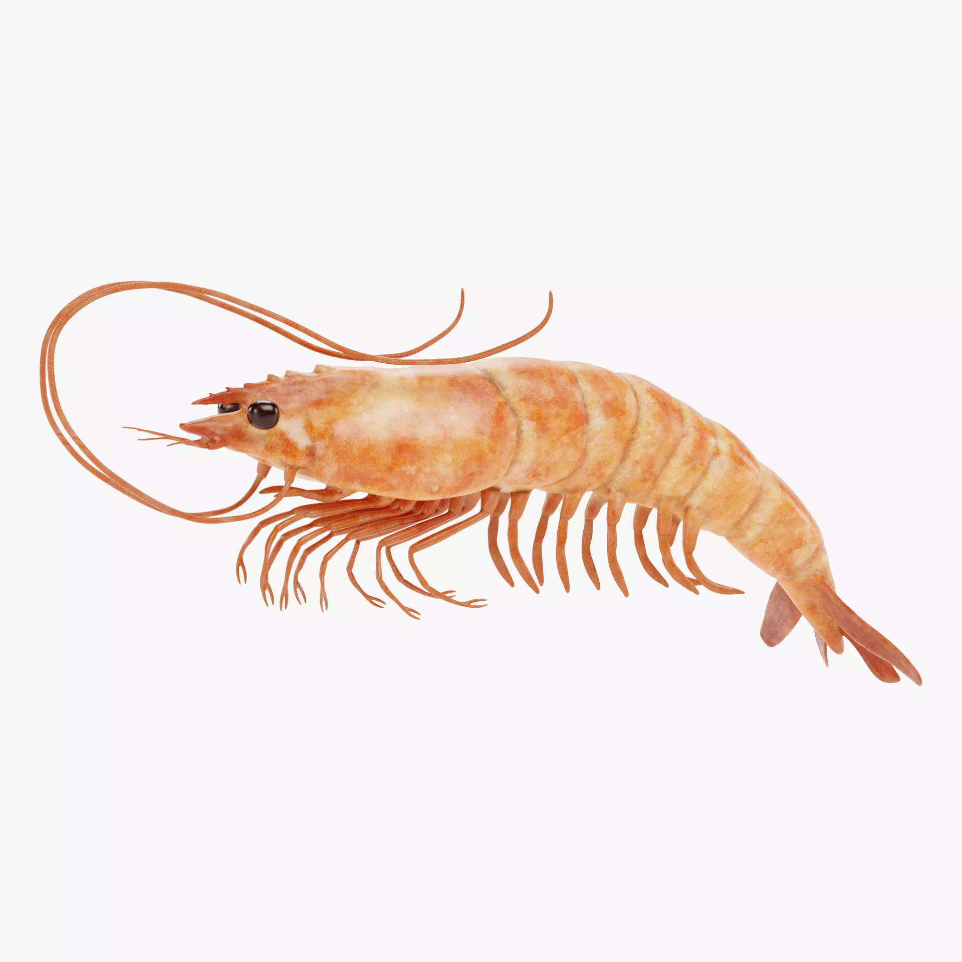 -Shrimp- 3D model_14