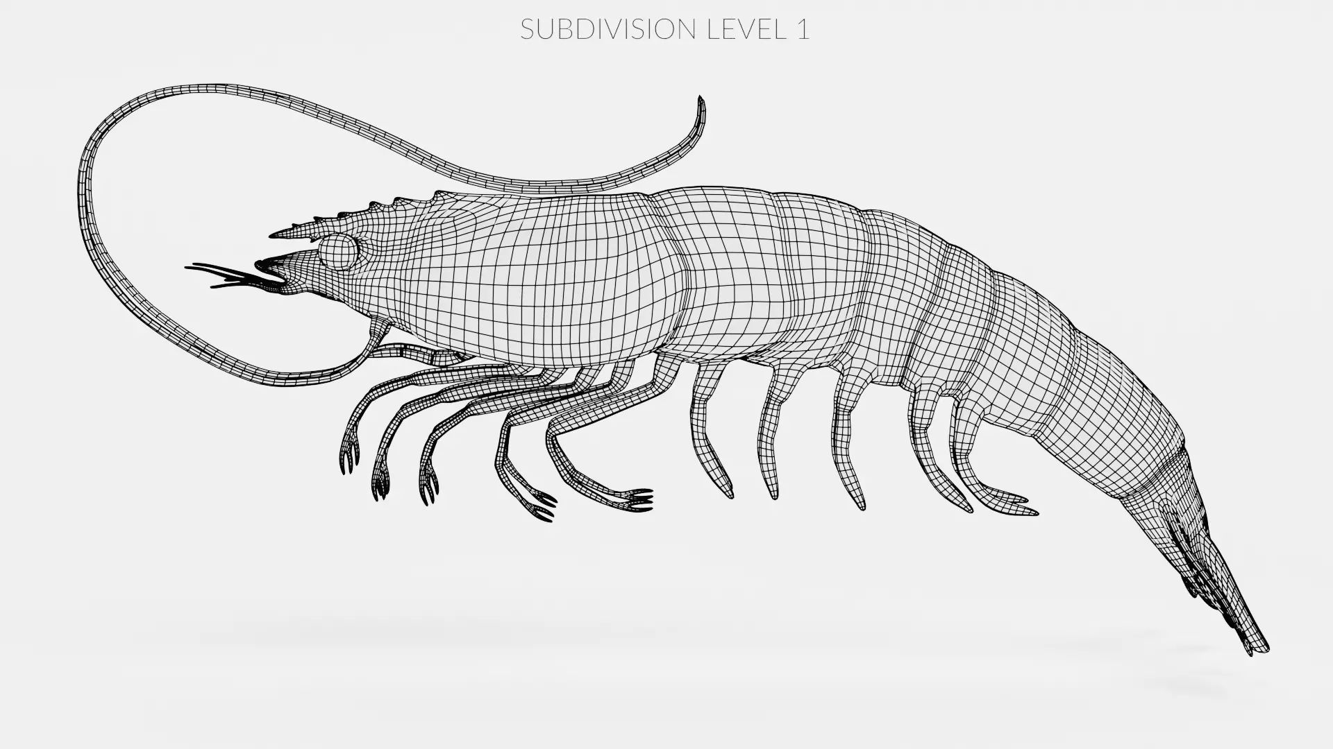 -Shrimp- 3D model_9