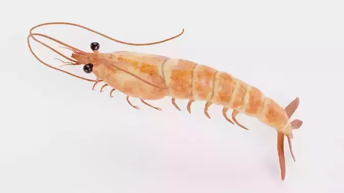 Shrimp - Detailed Realistic Crustacean 3D model 5
