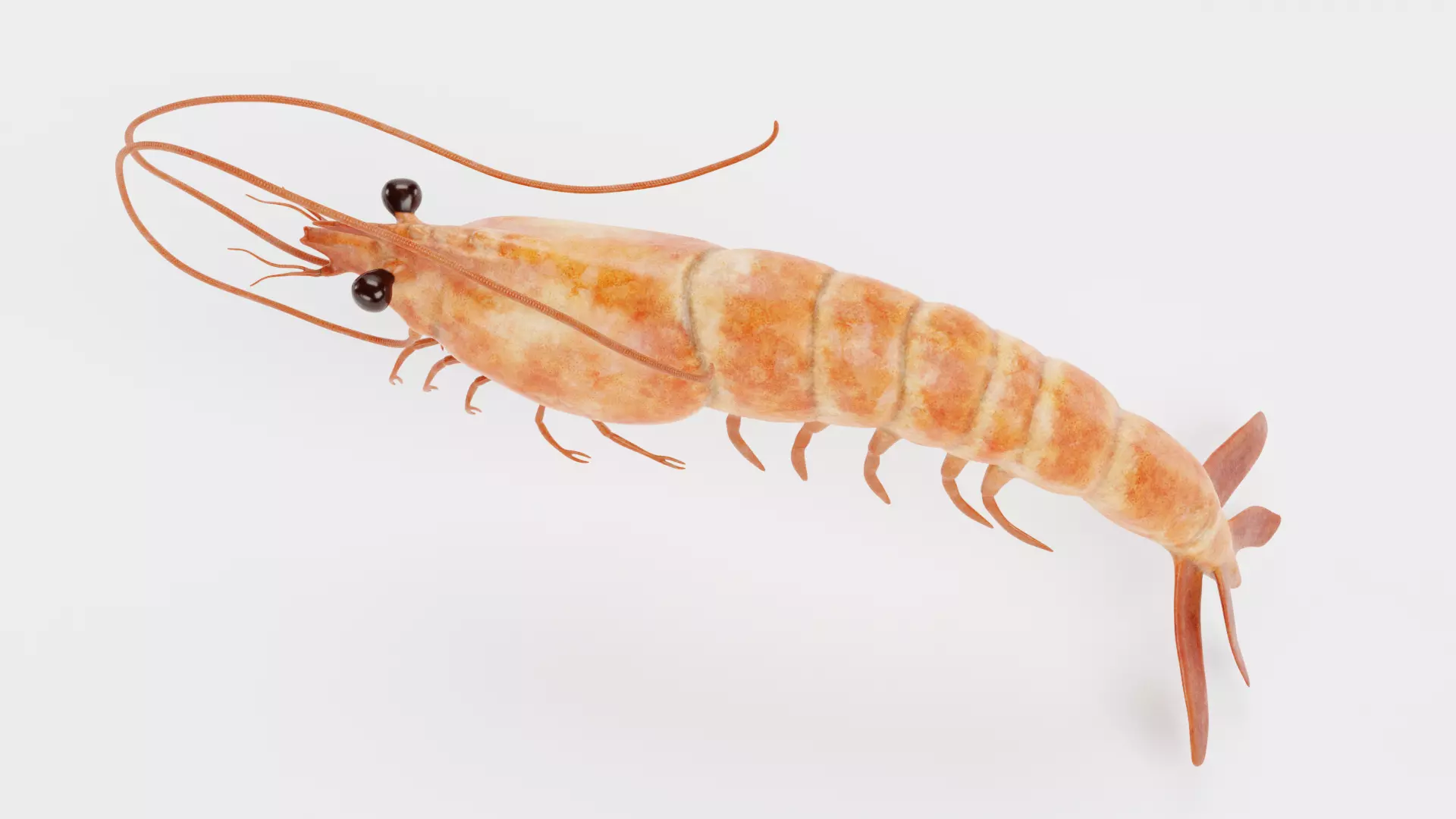 -Shrimp- 3D model_4