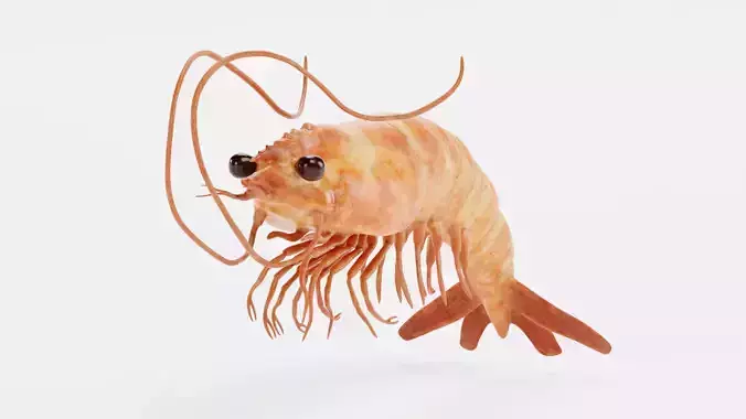 Shrimp - Detailed Realistic Crustacean 3D model