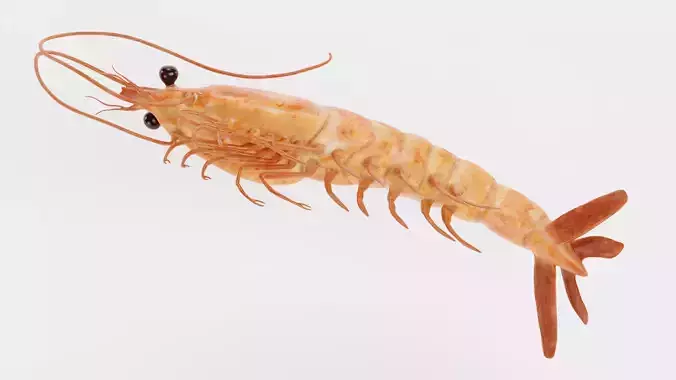 Shrimp - Detailed Realistic Crustacean 3D model 6