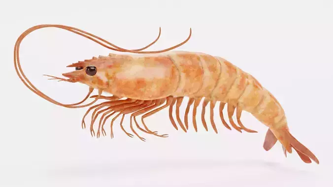 Shrimp - Detailed Realistic Crustacean 3D model 2