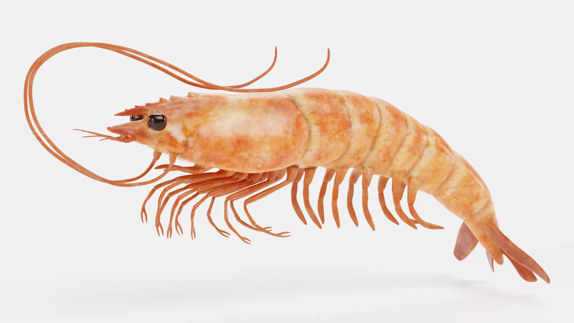 -Shrimp- 3D model_0