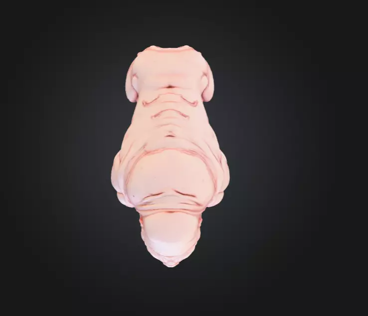 Mutated Quadruped Creature Low-poly 3D model_15