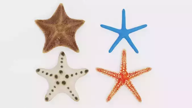 -Starfishes-