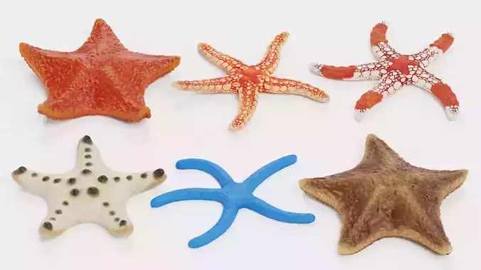 -Starfishes - Rigged Collection-