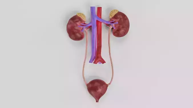 -Urinary System-
