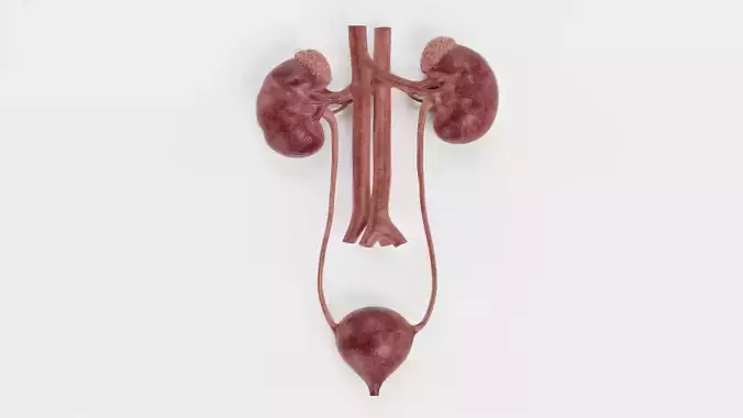 -Urinary System Realistic-