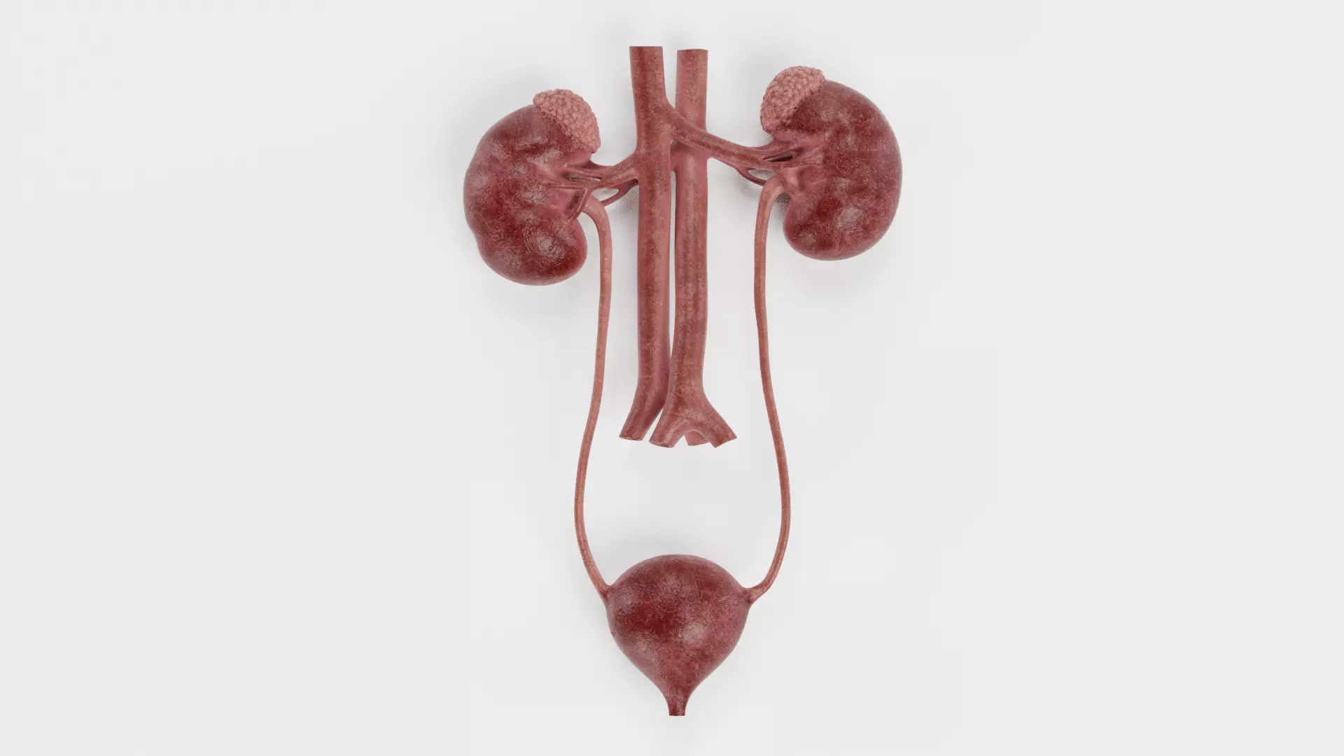 -Urinary System Realistic- 3D model_0