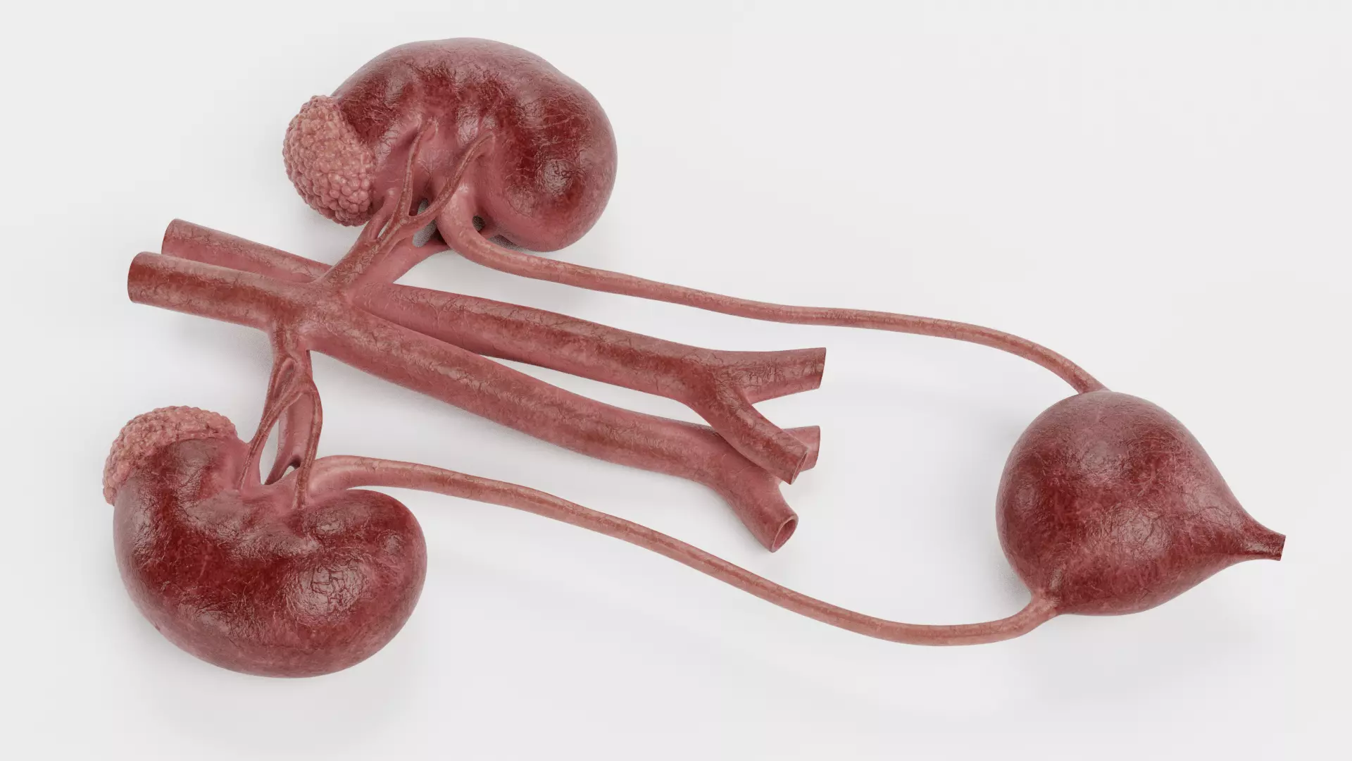 -Urinary System Realistic- 3D model_2
