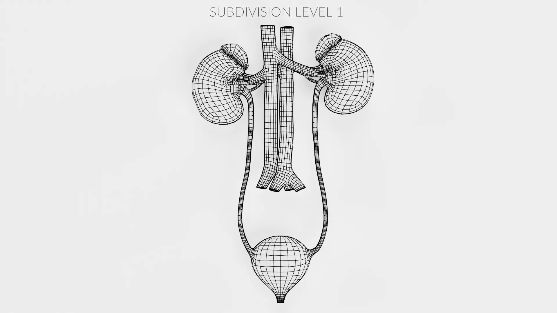 -Urinary System Realistic- 3D model_10