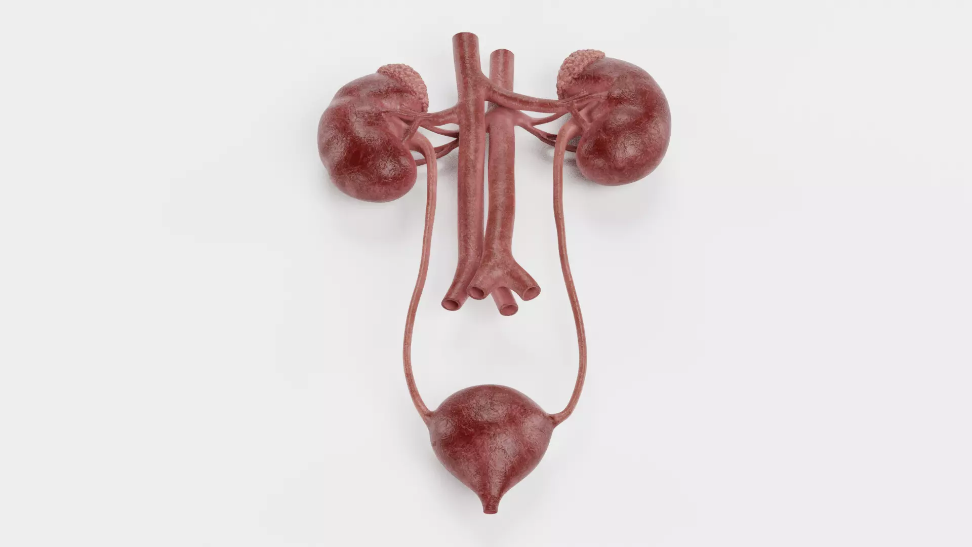 -Urinary System Realistic- 3D model_1
