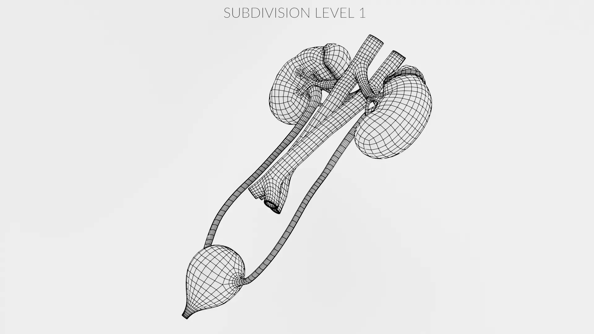 -Urinary System Realistic- 3D model_12