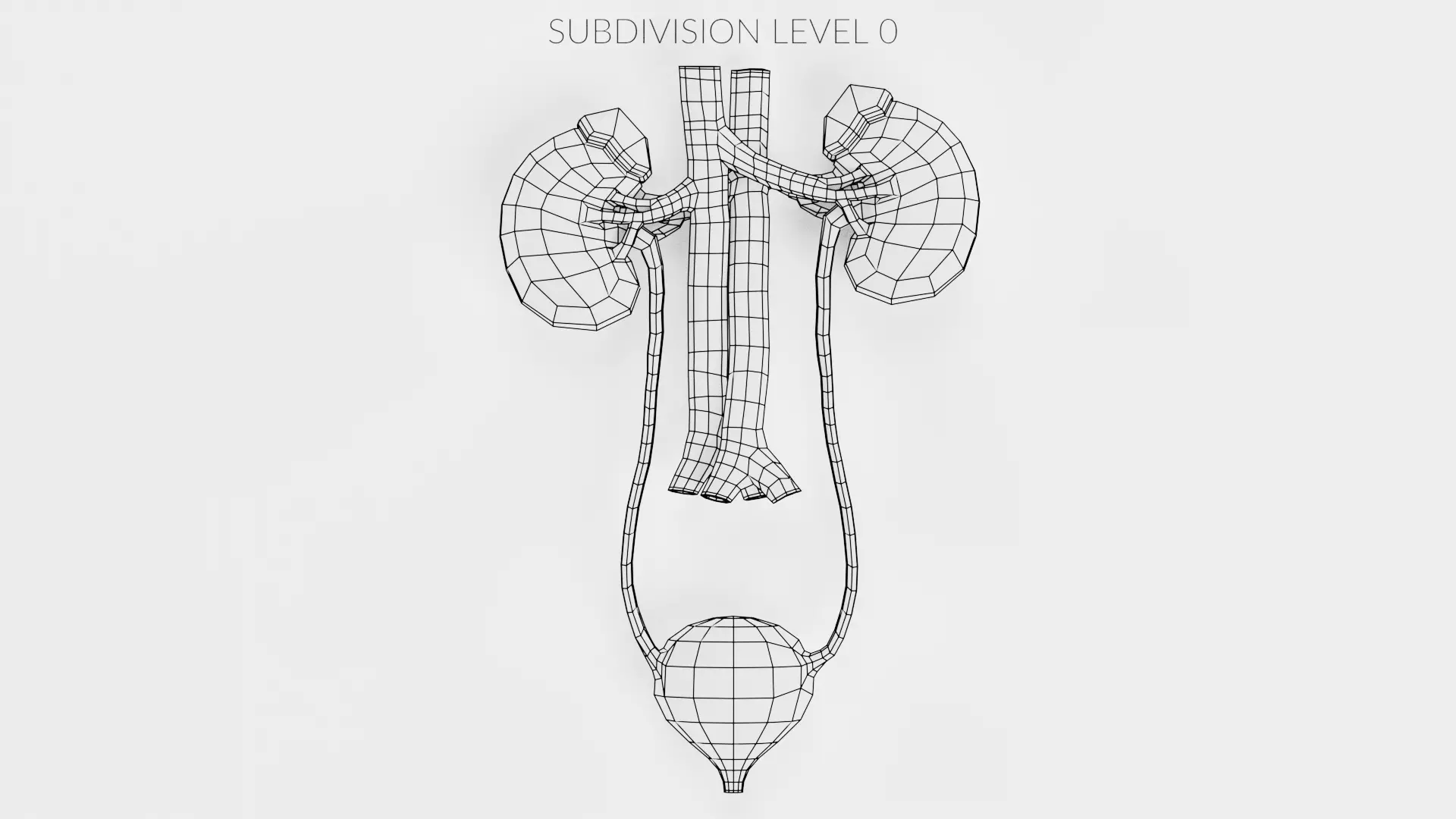 -Urinary System Realistic- 3D model_9