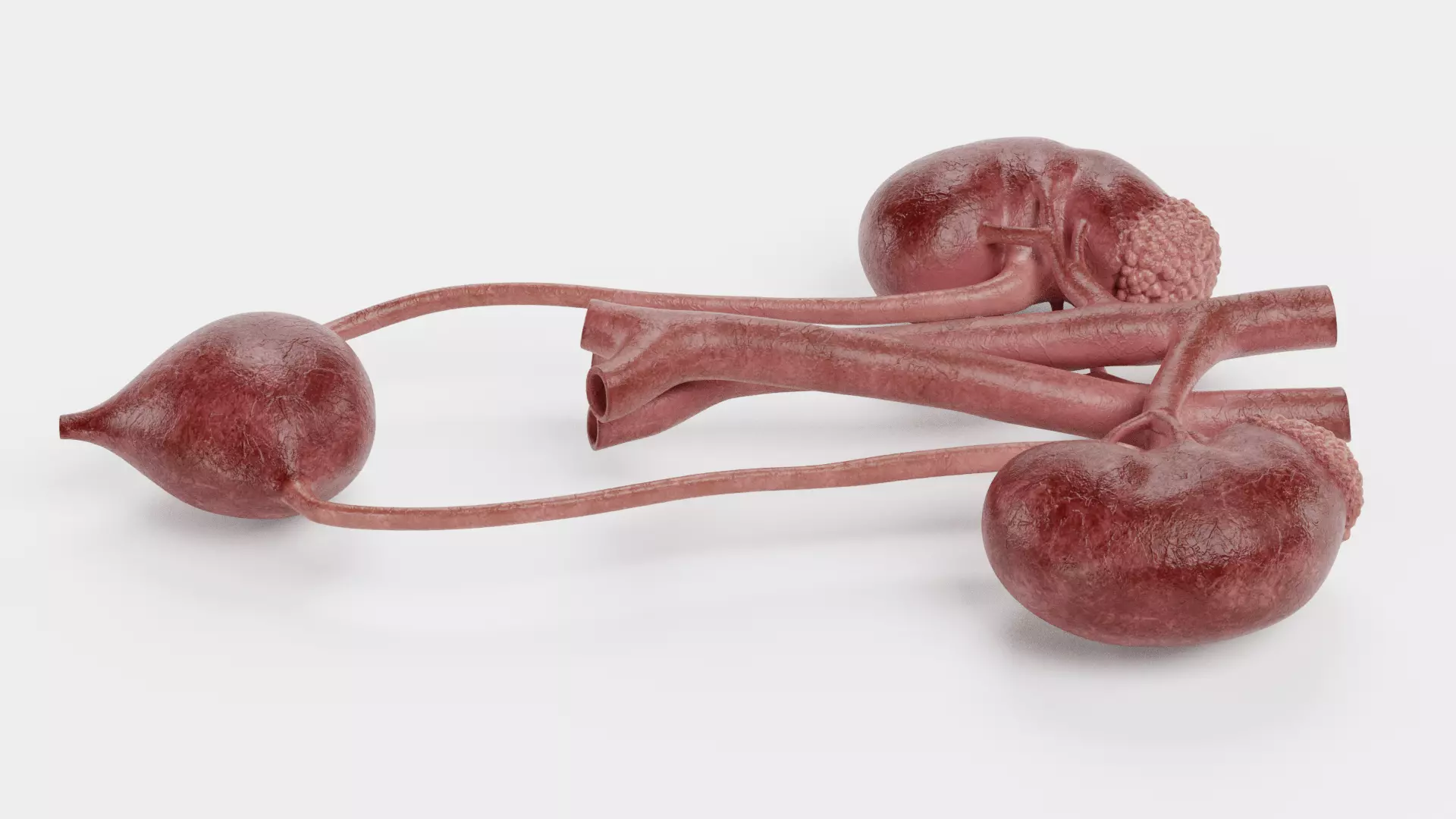 -Urinary System Realistic- 3D model_6