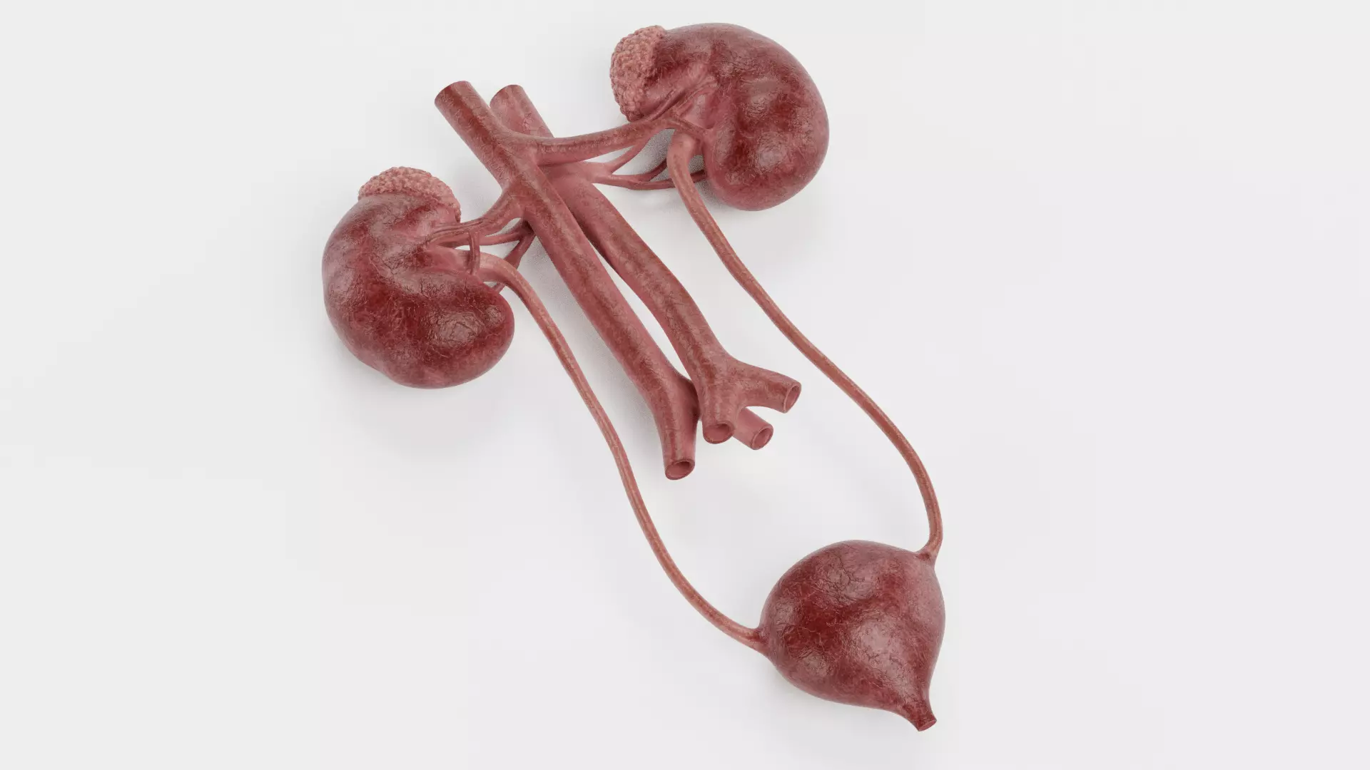 -Urinary System Realistic- 3D model_3