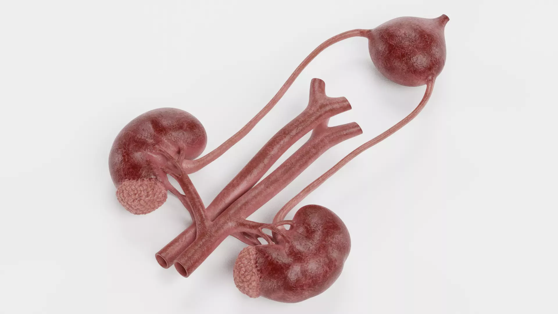 -Urinary System Realistic- 3D model_4