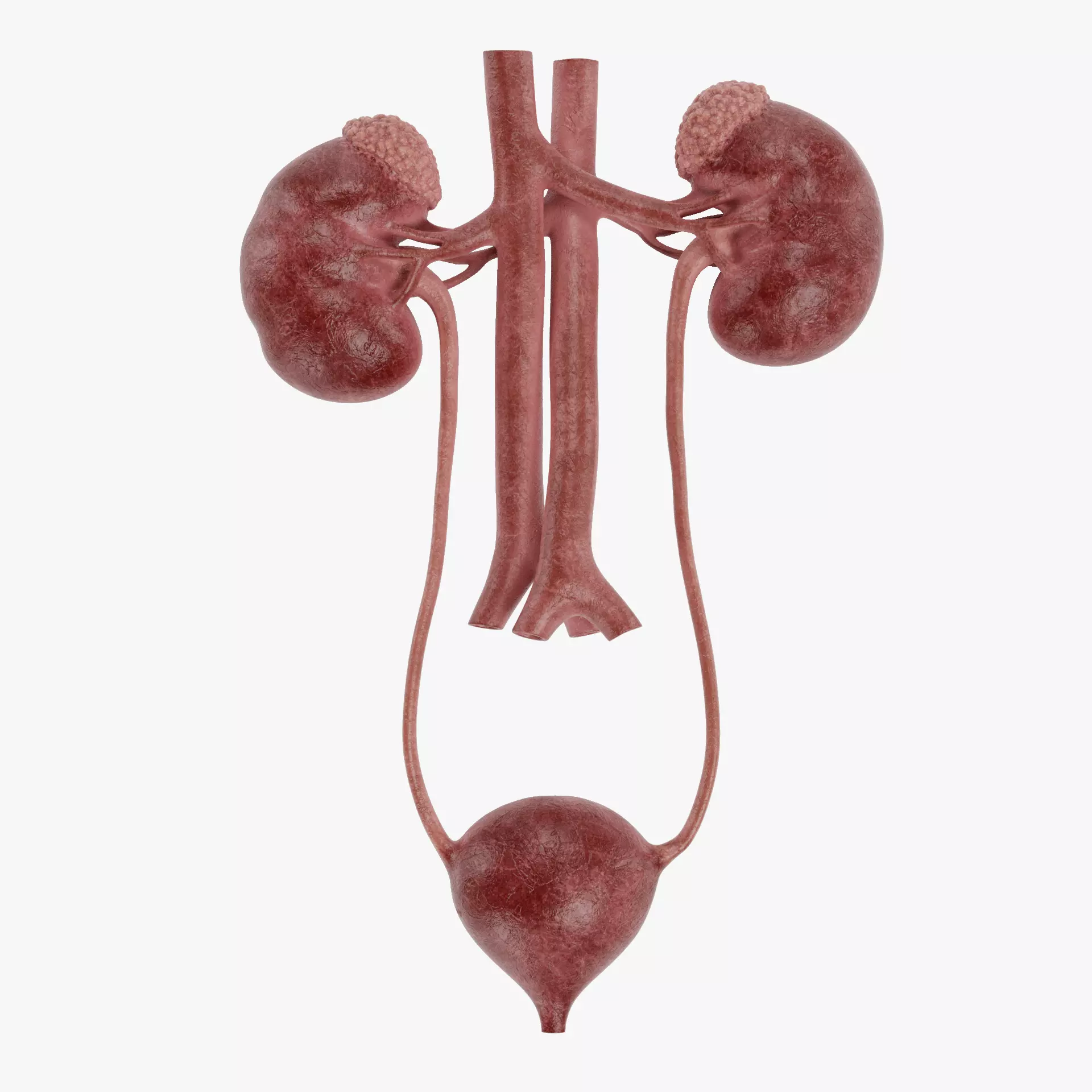 -Urinary System Realistic- 3D model_13