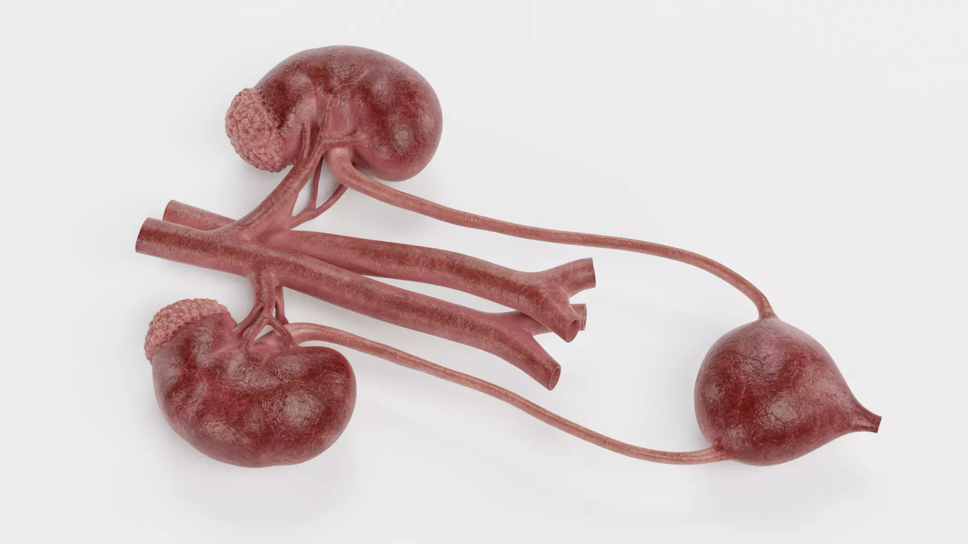 -Urinary System Realistic- 3D model_5