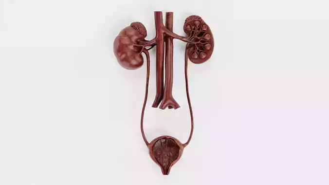 Urinary System Section V1 - Realistic Human Anatomy