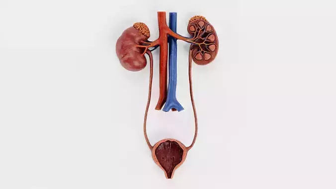 -Urinary Tract Section V2-