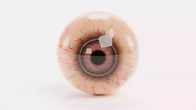 Animal Eyeball - Realistic Anatomy