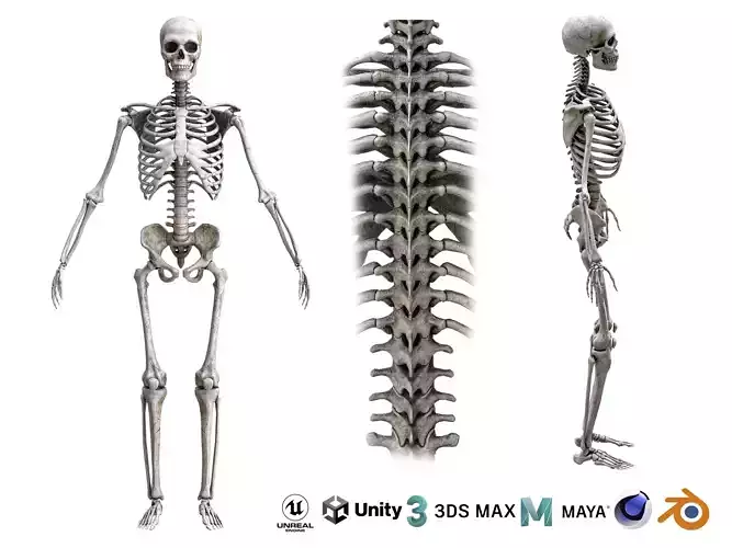 Human male skeleton