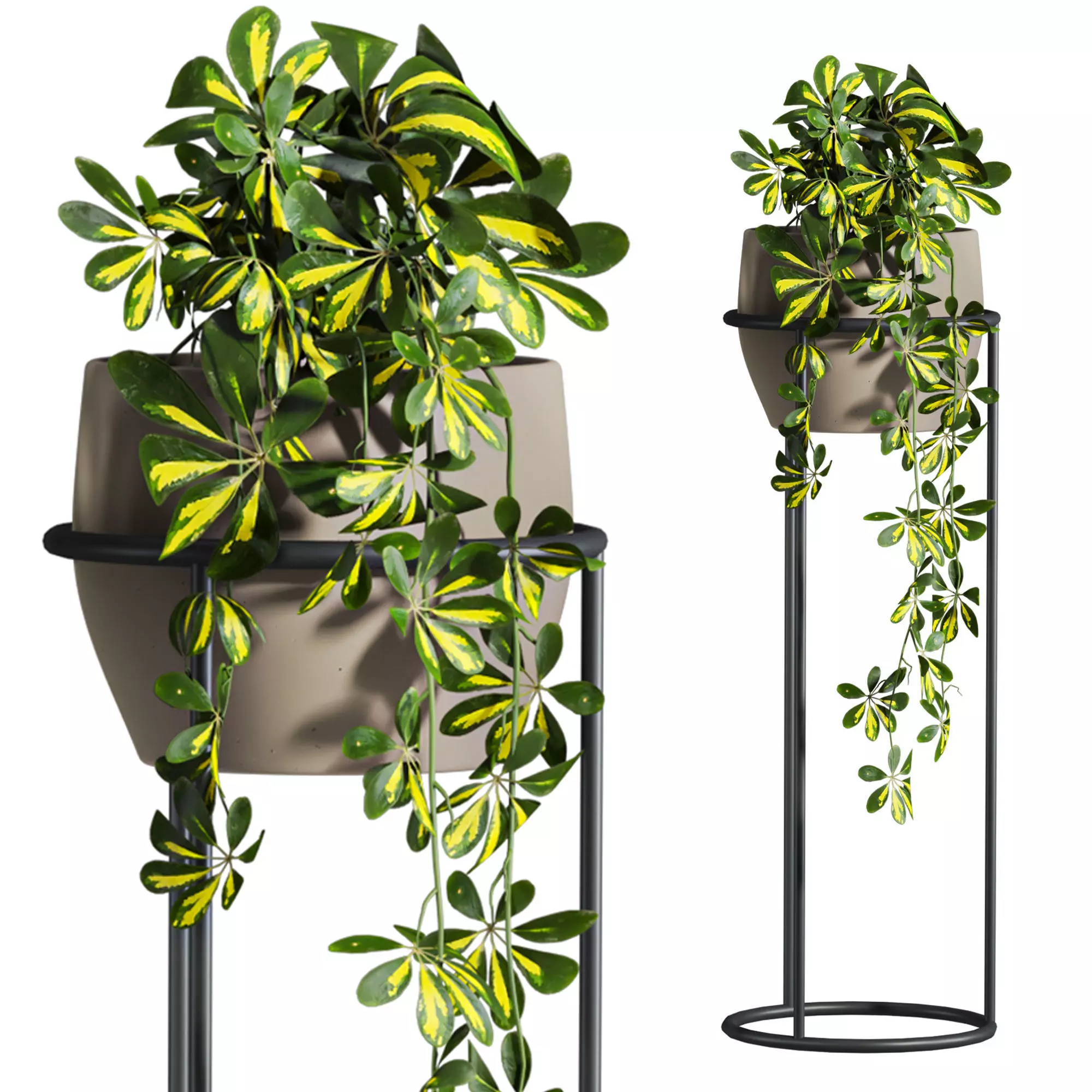 Potted Plants 3D model_2