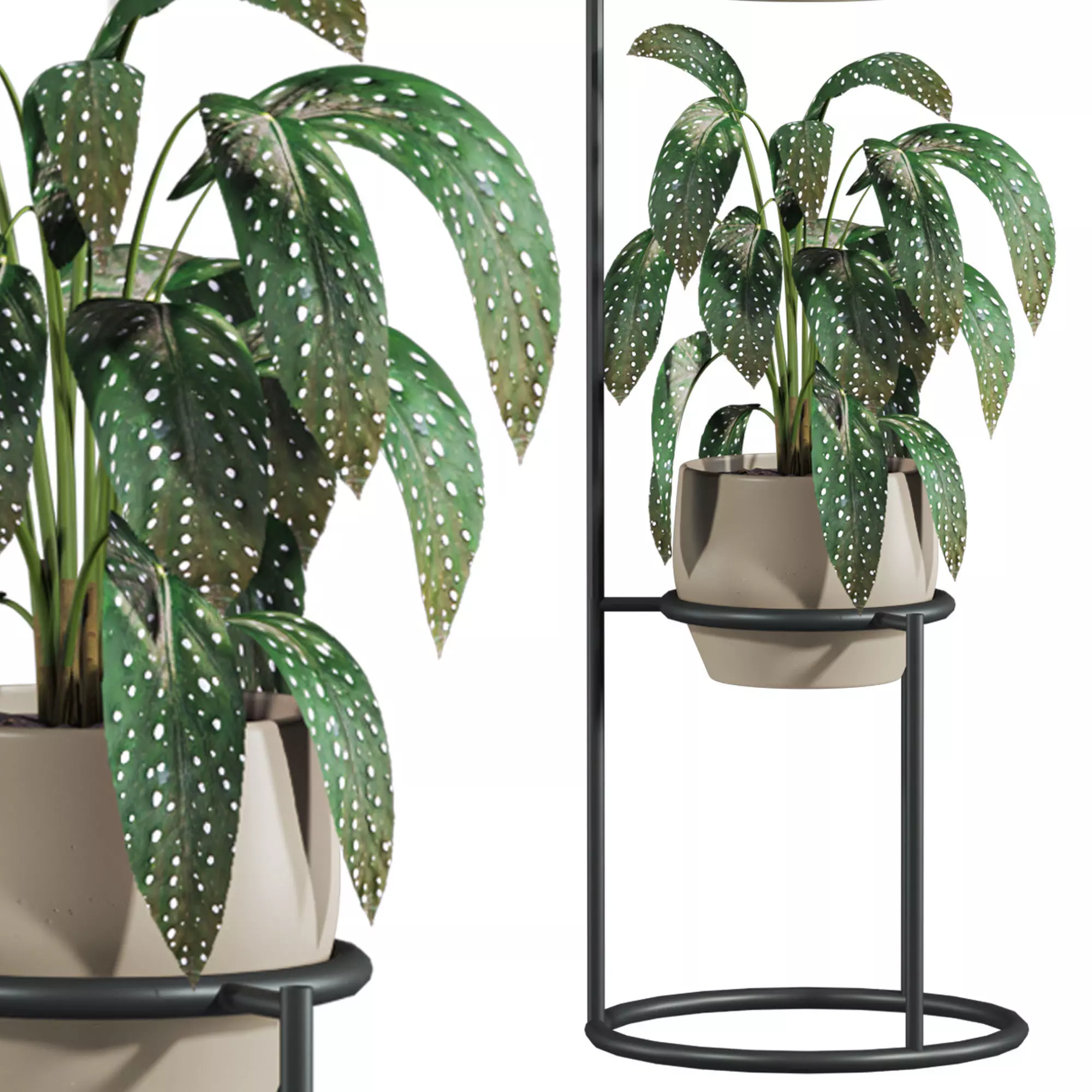 Potted Plants 3D model_1