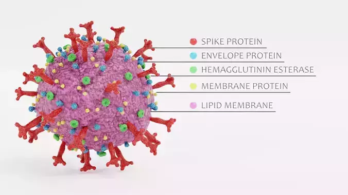 Coronavirus with Description Text - Labeled Structural Diagram