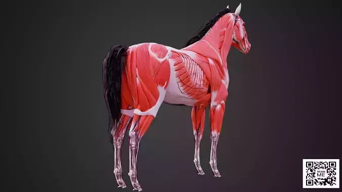 Horse Anatomy 3D Model  Muscular Skeletal and Nervous System