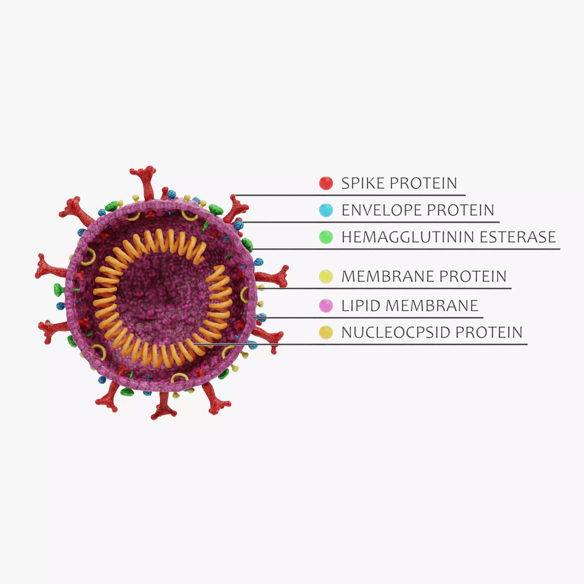 Coronavirus Cut Model - Labeled Internal Structure 3D model