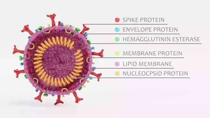 Coronavirus Cut Model - Labeled Internal Structure