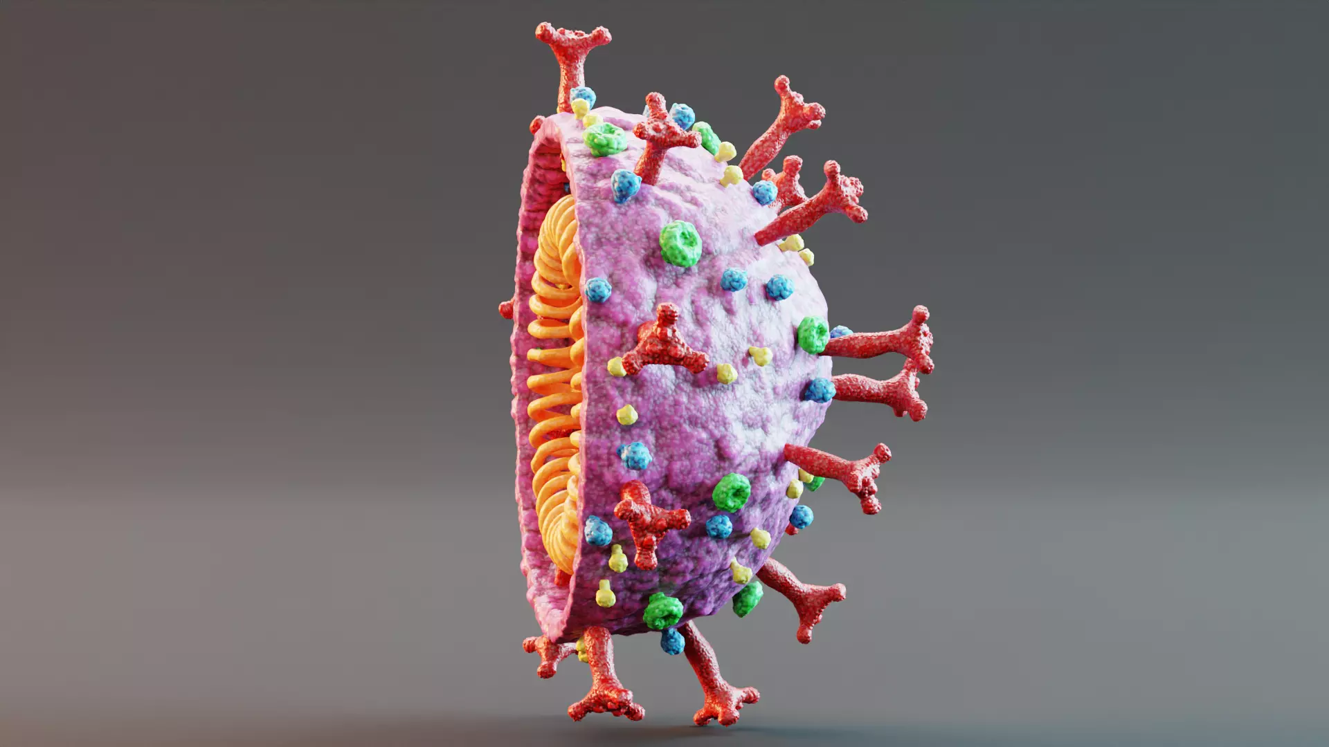 -Covid-19 Full Model and Structure Model- 3D model_9