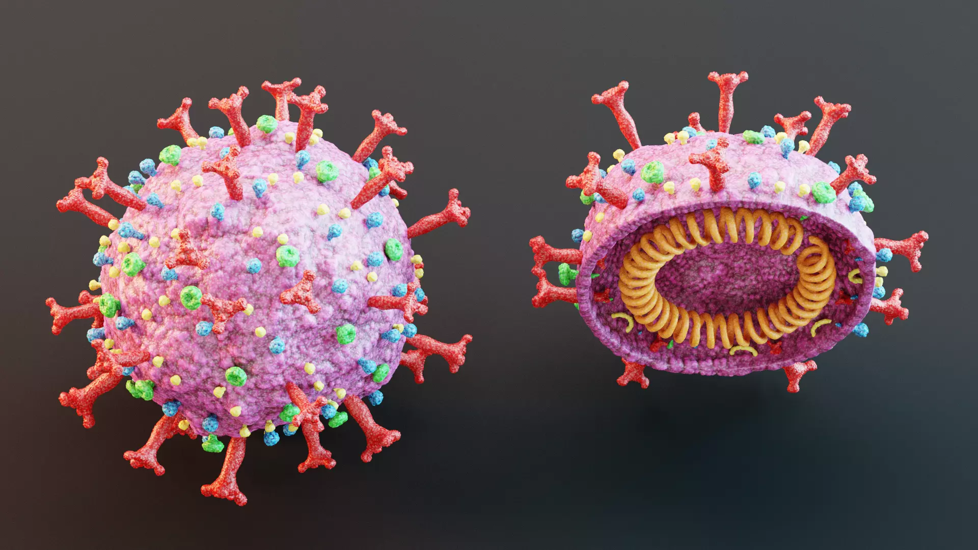 -Covid-19 Full Model and Structure Model- 3D model_5