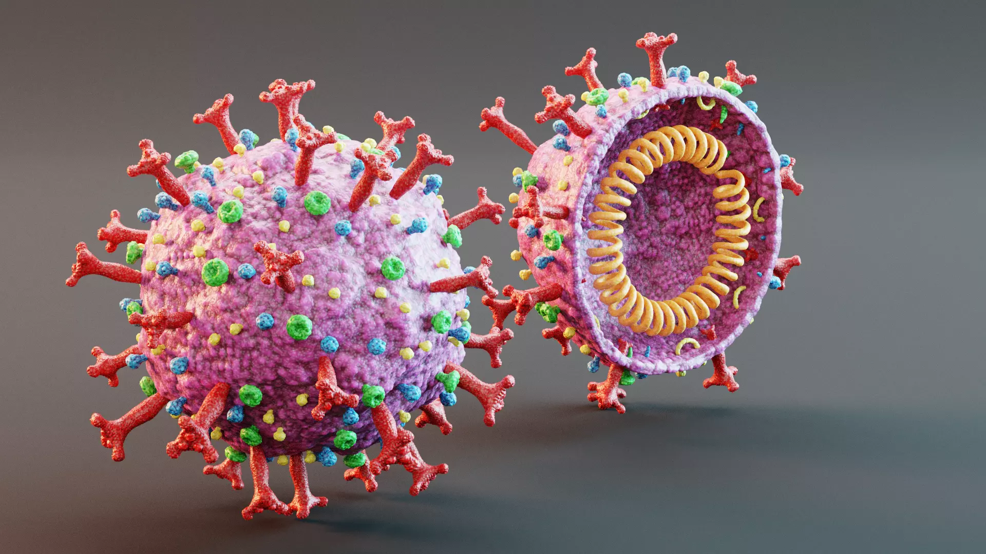 Full and Cross-Section Coronavirus Model Set 3D model