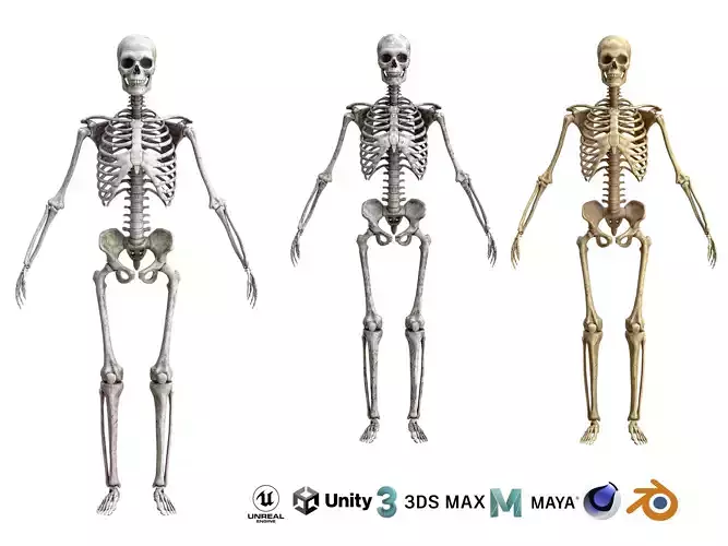 Human male skeleton 3 versions