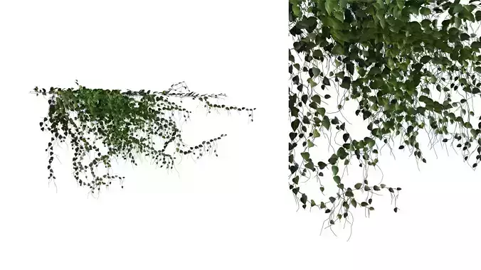 Hanging Wall Ivy 01