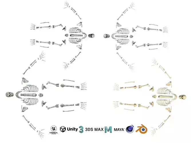 Human male skeleton bones 4 versions